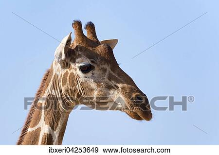 Netzgiraffe (Giraffa camelopardalis reticulata), Portrait, Samburu National Reserve, Kenia, Afrika View Large Photo Image Stock Photo - Netzgiraffe (Giraffa camelopardalis reticulata), Portrait, Samburu National Reserve, Kenia, Afrika. Fotosearch