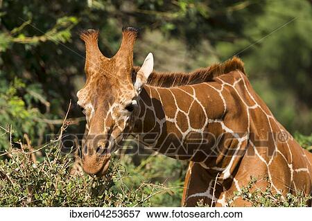 Netzgiraffe (Giraffa camelopardalis reticulata) frisst, Samburu National Reserve, Kenia, Afrika View Large Photo Image Stock Photo - Netzgiraffe (Giraffa camelopardalis reticulata) frisst, Samburu National Reserve, Kenia, Afrika. Fotosearch