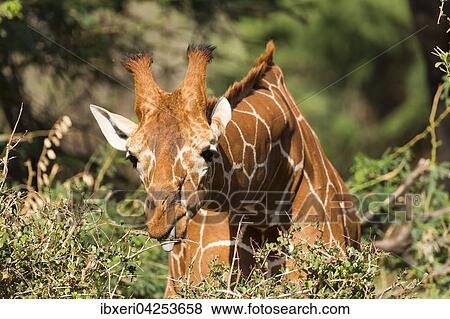 Netzgiraffe (Giraffa camelopardalis reticulata) frisst, Samburu National Reserve, Kenia, Afrika View Large Photo Image Stock Photo - Netzgiraffe (Giraffa camelopardalis reticulata) frisst, Samburu National Reserve, Kenia, Afrika. Fotosearch