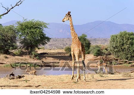 Netzgiraffe (Giraffa camelopardalis reticulata) am Fluss, Samburu National Reserve, Kenia, Afrika View Large Photo Image Stock Photo - Netzgiraffe (Giraffa camelopardalis reticulata) am Fluss, Samburu National Reserve, Kenia, Afrika. Fotosearch