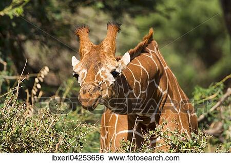 Netzgiraffe (Giraffa camelopardalis reticulata) frisst, Samburu National Reserve, Kenia, Afrika View Large Photo Image Stock Photograph - Netzgiraffe (Giraffa camelopardalis reticulata) frisst, Samburu National Reserve, Kenia, Afrika. Fotosearch