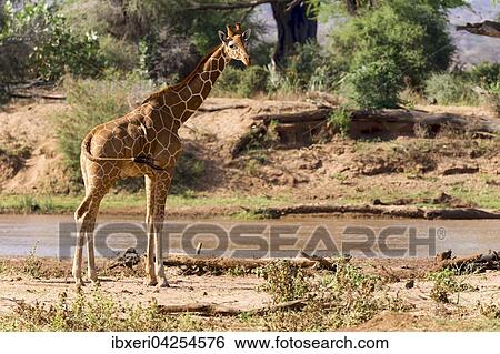 Netzgiraffe (Giraffa camelopardalis reticulata) am Fluss, Samburu National Reserve, Kenia, Afrika View Large Photo Image Stock Photograph - Netzgiraffe (Giraffa camelopardalis reticulata) am Fluss, Samburu National Reserve, Kenia, Afrika. Fotosearch