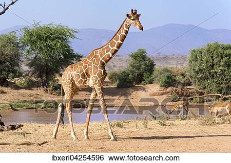 Netzgiraffe (Giraffa camelopardalis reticulata) am Fluss, Samburu National Reserve, Kenia, Afrika View Large Photo Image Stock Photograph - Netzgiraffe (Giraffa camelopardalis reticulata) am Fluss, Samburu National Reserve, Kenia, Afrika. Fotosearch