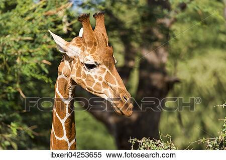 Netzgiraffe (Giraffa camelopardalis reticulata), Portrait, Samburu National Reserve, Kenia, Afrika View Large Photo Image Stock Photography - Netzgiraffe (Giraffa camelopardalis reticulata), Portrait, Samburu National Reserve, Kenia, Afrika. Fotosearch