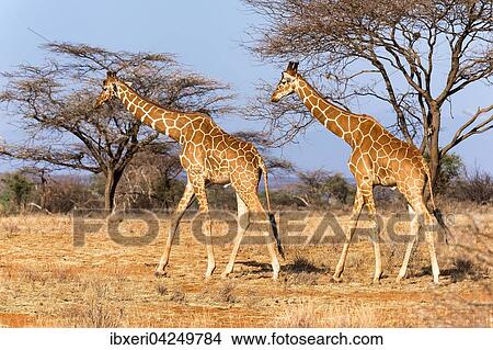 Netzgiraffen (Giraffa camelopardalis reticulata)laufen zwischen Akazienbaumen (Acacia sp. ), Samburu National Reserve, Kenia, Afrika View Large Photo Image Picture - Netzgiraffen (Giraffa camelopardalis reticulata)laufen zwischen Akazienbaumen (Acacia sp. ), Samburu National Reserve, Kenia, Afrika. Fotosearch
