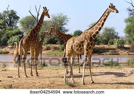 Netzgiraffen (Giraffa camelopardalis reticulata) am Fluss, Samburu National Reserve, Kenia, Afrika View Large Photo Image Picture - Netzgiraffen (Giraffa camelopardalis reticulata) am Fluss, Samburu National Reserve, Kenia, Afrika. Fotosearch