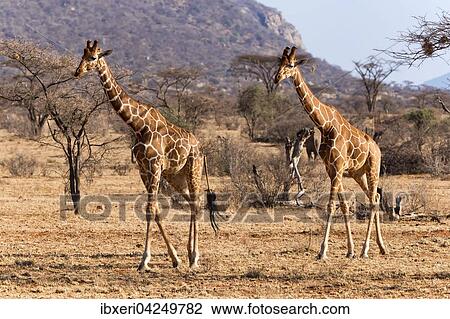 Netzgiraffen (Giraffa camelopardalis reticulata) laufen, Samburu National Reserve, Kenia, Afrika View Large Photo Image Stock Image - Netzgiraffen (Giraffa camelopardalis reticulata) laufen, Samburu National Reserve, Kenia, Afrika. Fotosearch