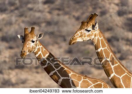 Netzgiraffen (Giraffa camelopardalis reticulata), Portrait, Samburu National Reserve, Kenia, Afrika View Large Photo Image Stock Image - Netzgiraffen (Giraffa camelopardalis reticulata), Portrait, Samburu National Reserve, Kenia, Afrika. Fotosearch