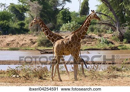 Netzgiraffen (Giraffa camelopardalis reticulata) am Fluss, Samburu National Reserve, Kenia, Afrika View Large Photo Image Stock Image - Netzgiraffen (Giraffa camelopardalis reticulata) am Fluss, Samburu National Reserve, Kenia, Afrika. Fotosearch