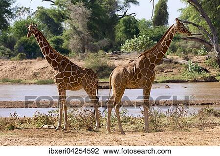 Netzgiraffen (Giraffa camelopardalis reticulata) am Fluss, Samburu National Reserve, Kenia, Afrika View Large Photo Image Stock Image - Netzgiraffen (Giraffa camelopardalis reticulata) am Fluss, Samburu National Reserve, Kenia, Afrika. Fotosearch