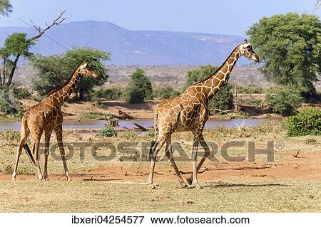 Netzgiraffen (Giraffa camelopardalis reticulata) laufen am Fluss, Samburu National Reserve, Kenia, Afrika View Large Photo Image Stock Photo - Netzgiraffen (Giraffa camelopardalis reticulata) laufen am Fluss, Samburu National Reserve, Kenia, Afrika. Fotosearch