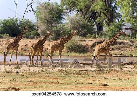 Netzgiraffen (Giraffa camelopardalis reticulata) laufen am Fluss, Samburu National Reserve, Kenia, Afrika View Large Photo Image Stock Photo - Netzgiraffen (Giraffa camelopardalis reticulata) laufen am Fluss, Samburu National Reserve, Kenia, Afrika. Fotosearch