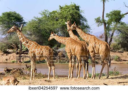 Netzgiraffen (Giraffa camelopardalis reticulata) am Fluss, Samburu National Reserve, Kenia, Afrika View Large Photo Image Stock Photo - Netzgiraffen (Giraffa camelopardalis reticulata) am Fluss, Samburu National Reserve, Kenia, Afrika. Fotosearch