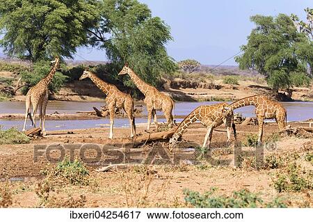 Netzgiraffen (Giraffa camelopardalis reticulata) zum Trinken am Fluss, Samburu National Reserve, Kenia, Afrika View Large Photo Image Stock Photo - Netzgiraffen (Giraffa camelopardalis reticulata) zum Trinken am Fluss, Samburu National Reserve, Kenia, Afrika. Fotosearch