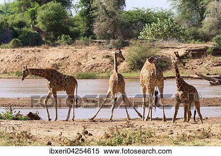 Netzgiraffen (Giraffa camelopardalis reticulata) am Fluss, Samburu National Reserve, Kenia, Afrika View Large Photo Image Stock Photography - Netzgiraffen (Giraffa camelopardalis reticulata) am Fluss, Samburu National Reserve, Kenia, Afrika. Fotosearch