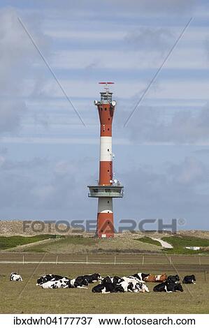 Neuer Leuchtturm mit Kuhen, Wangerooge, Ostfriesische Insel, Ostfriesland, Niedersachsen, Deutschland, Europa View Large Photo Image Stock Photo - Neuer Leuchtturm mit Kuhen, Wangerooge, Ostfriesische Insel, Ostfriesland, Niedersachsen, Deutschland, Europa. Fotosearch