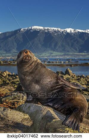 Stock Image - Neuseelandischer Seebar (Arctocephalus forsteri), bei Kaikoura, Sudinsel, Neuseeland, Ozeanien. Fotosearch