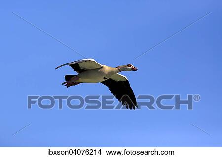 Picture - Nilgans (Alopochen aegyptiacus), adult, fliegend, Baden-Wurttemberg, Deutschland, Europa. Fotosearch