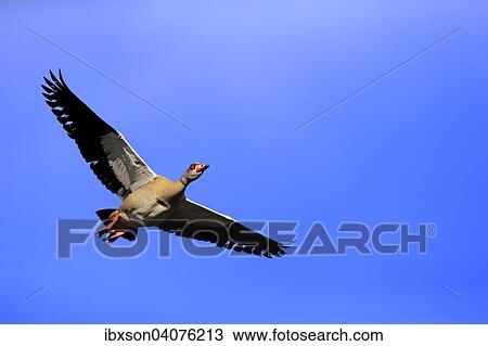 Nilgans (Alopochen aegyptiacus), adult, fliegend, Baden-Wurttemberg, Deutschland, Europa View Large Photo Image Stock Image - Nilgans (Alopochen aegyptiacus), adult, fliegend, Baden-Wurttemberg, Deutschland, Europa. Fotosearch