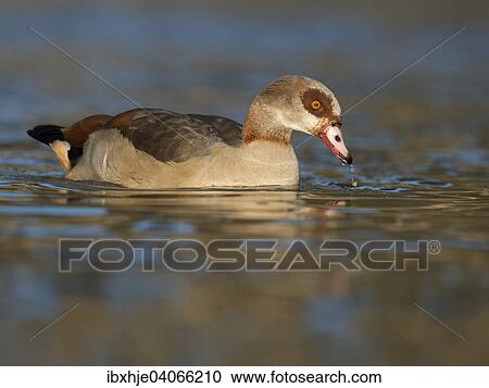 Stock Image - Nilgans (Alopochen aegyptiacus), Mosel, Rheinland-Pfalz, Deutschland, Europa. Fotosearch