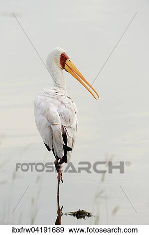 Nimmersatt (Mycteria ibis), auf einem Bein stehend, Lake Nakuru Nationalpark, Kenia, Afrika View Large Photo Image Stock Photo - Nimmersatt (Mycteria ibis), auf einem Bein stehend, Lake Nakuru Nationalpark, Kenia, Afrika. Fotosearch