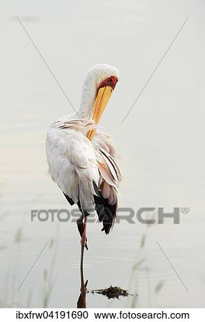 Nimmersatt (Mycteria ibis), bei Gefiederpflege, auf einem Bein stehend, Lake Nakuru Nationalpark, Kenia, Afrika View Large Photo Image Stock Image - Nimmersatt (Mycteria ibis), bei Gefiederpflege, auf einem Bein stehend, Lake Nakuru Nationalpark, Kenia, Afrika. Fotosearch