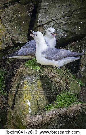 Stock Image - Nordatlantische Eissturmvogel (Fulmarus glacialis), Sumburgh Head Nature Reserve, Mainland, Shetland-Inseln, Schottland, Grossbritannien, Europa. Fotosearch