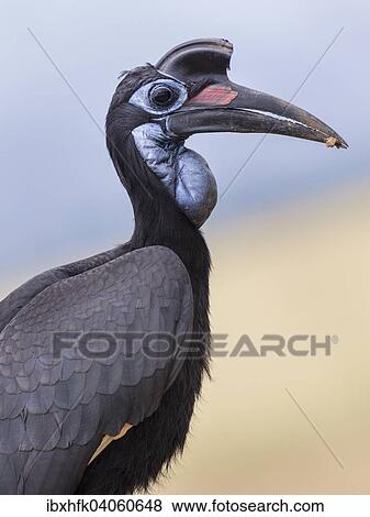 Stock Photo - Nordlicher Hornrabe (Bucorvus abyssinicus), Weibchen, Murchison-Falls-Nationalpark, Uganda, Afrika. Fotosearch