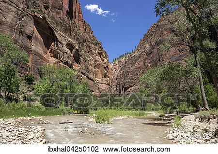 Stock Image - North Fork Virgin River am Riverside Walk, links und rechts Steilwande des Zion Canyon, Zion Nationalpark, Utah, USA, Nordamerika. Fotosearch