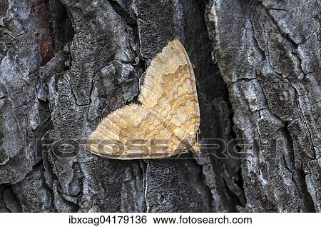 Ockergelber Blattspanner (Camptogramma bilineata), Hessen, Deutschland, Europa View Large Photo Image Stock Photograph - Ockergelber Blattspanner (Camptogramma bilineata), Hessen, Deutschland, Europa. Fotosearch