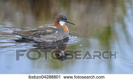 Odinshuhnchen (Phalaropus lobatus), Weibchen im Brutkleid, schwimmend, Breidafjordur, Insel Flatey, Westisland, Island, Europa View Large Photo Image Stock Image - Odinshuhnchen (Phalaropus lobatus), Weibchen im Brutkleid, schwimmend, Breidafjordur, Insel Flatey, Westisland, Island, Europa. Fotosearch