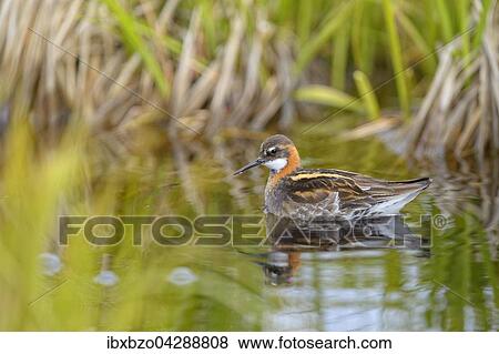 Odinshuhnchen (Phalaropus lobatus), Mannchen im Brutkleid, schwimmend, Breidafjordur, Insel Flatey, Westisland, Island, Europa View Large Photo Image Stock Photo - Odinshuhnchen (Phalaropus lobatus), Mannchen im Brutkleid, schwimmend, Breidafjordur, Insel Flatey, Westisland, Island, Europa. Fotosearch