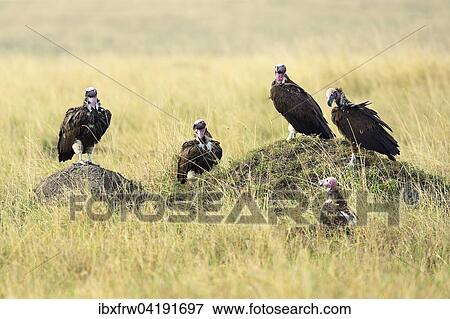 Ohrengeier (Aegypius tracheliotus), auf Grashugel ruhend, Masai Mara Nationalreservat, Kenia, Afrika View Large Photo Image Stock Photo - Ohrengeier (Aegypius tracheliotus), auf Grashugel ruhend, Masai Mara Nationalreservat, Kenia, Afrika. Fotosearch