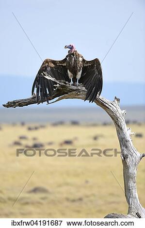 Ohrengeier (Aegypius tracheliotus), trocknet seine Flugel, Masai Mara Nationalreservat, Kenia, Afrika View Large Photo Image Stock Photo - Ohrengeier (Aegypius tracheliotus), trocknet seine Flugel, Masai Mara Nationalreservat, Kenia, Afrika. Fotosearch