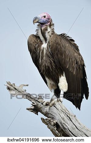 Stock Photograph - Ohrengeier (Aegypius tracheliotus), sitzt auf kahlem Baum, Masai Mara Nationalreservat, Kenia, Afrika. Fotosearch