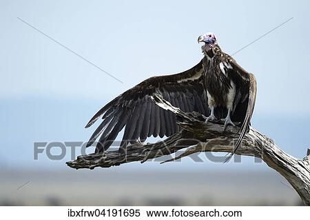 Stock Photography - Ohrengeier (Aegypius tracheliotus), trocknet seine Flugel, Masai Mara Nationalreservat, Kenia, Afrika. Fotosearch