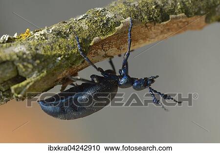 Olkafer (Meloe violaceus), Niederosterreich, Osterreich, Europa View Large Photo Image Stock Image - Olkafer (Meloe violaceus), Niederosterreich, Osterreich, Europa. Fotosearch