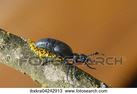 Olkafer (Meloe violaceus), Niederosterreich, Osterreich, Europa View Large Photo Image Stock Image - Olkafer (Meloe violaceus), Niederosterreich, Osterreich, Europa. Fotosearch