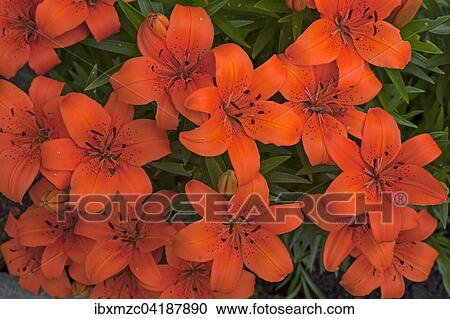 Orange Tiger-Lilien (Lilium lancifolium), Bayern, Deutschland, Europa View Large Photo Image Stock Image - Orange Tiger-Lilien (Lilium lancifolium), Bayern, Deutschland, Europa. Fotosearch
