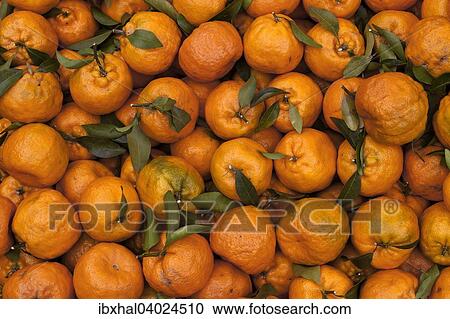 Stock Image - Orangen (Citrus sinensis). Fotosearch