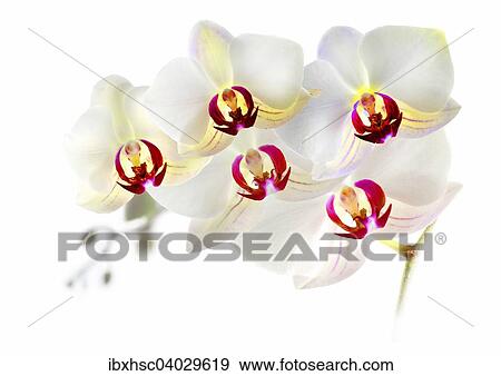 Orchidee (Phalaenopsis) View Large Photo Image Stock Photo - Orchidee (Phalaenopsis). Fotosearch