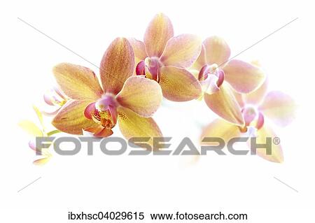 Orchidee (Phalaenopsis) View Large Photo Image Stock Photography - Orchidee (Phalaenopsis). Fotosearch