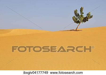 Oscher, Fettblattbaum (Calotropis procera), Wustenpflanze im Sand, Strecke Atar nach Tidjikja, Region Adrar, Mauretanien, Afrika View Large Photo Image Stock Photo - Oscher, Fettblattbaum (Calotropis procera), Wustenpflanze im Sand, Strecke Atar nach Tidjikja, Region Adrar, Mauretanien, Afrika. Fotosearch