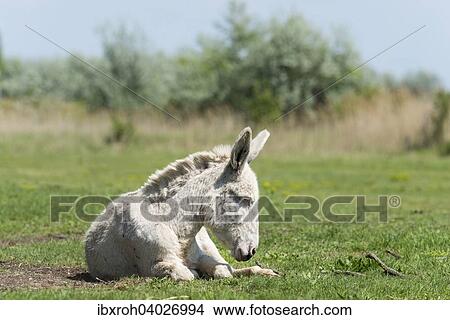 Osterreich-ungarischer weisser Esel oder Barockesel (Equus asinus asinus) liegt auf Weide, Nationalpark Neusiedlersee, Burgenland, Osterreich, Europa View Large Photo Image Picture - Osterreich-ungarischer weisser Esel oder Barockesel (Equus asinus asinus) liegt auf Weide, Nationalpark Neusiedlersee, Burgenland, Osterreich, Europa. Fotosearch