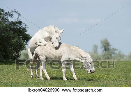 Osterreich-ungarischer weisser Esel oder Barockesel (Equus asinus asinus), Hengst besteigt Stute, Nationalpark Neusiedlersee, Burgenland, Osterreich, Europa View Large Photo Image Stock Image - Osterreich-ungarischer weisser Esel oder Barockesel (Equus asinus asinus), Hengst besteigt Stute, Nationalpark Neusiedlersee, Burgenland, Osterreich, Europa. Fotosearch