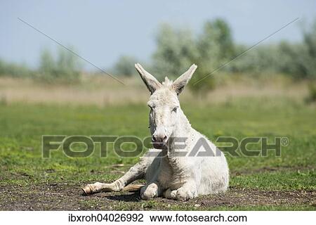 Osterreich-ungarischer weisser Esel oder Barockesel (Equus asinus asinus) liegt auf Weide, Nationalpark Neusiedlersee, Burgenland, Osterreich, Europa View Large Photo Image Stock Image - Osterreich-ungarischer weisser Esel oder Barockesel (Equus asinus asinus) liegt auf Weide, Nationalpark Neusiedlersee, Burgenland, Osterreich, Europa. Fotosearch
