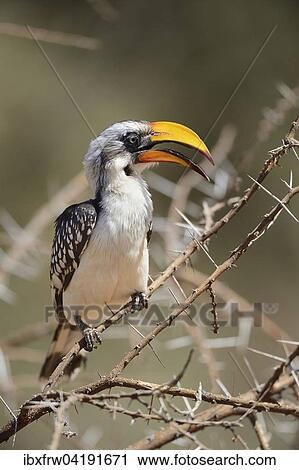 Ostlicher-Gelbschnabeltoko (Tockus flavirostris), Samburu Nationalreservat, Kenia, Afrika View Large Photo Image Stock Image - Ostlicher-Gelbschnabeltoko (Tockus flavirostris), Samburu Nationalreservat, Kenia, Afrika. Fotosearch