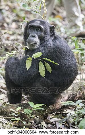 Picture - Ostlicher Schimpanse (Pan troglodytes schweinfurthii), Kibale Forest, Uganda, Afrika. Fotosearch