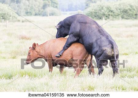 Paarung zweier Hausrinder (Bos taurus), Niedersachsen, Deutschland, Europa View Large Photo Image Stock Photography - Paarung zweier Hausrinder (Bos taurus), Niedersachsen, Deutschland, Europa. Fotosearch