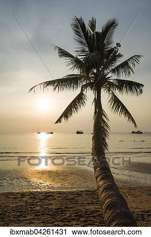 Palme am Sandstrand mit Meer, Sairee Beach, Insel Koh Tao, Golf von Thailand, Thailand, Asien View Large Photo Image Stock Image - Palme am Sandstrand mit Meer, Sairee Beach, Insel Koh Tao, Golf von Thailand, Thailand, Asien. Fotosearch